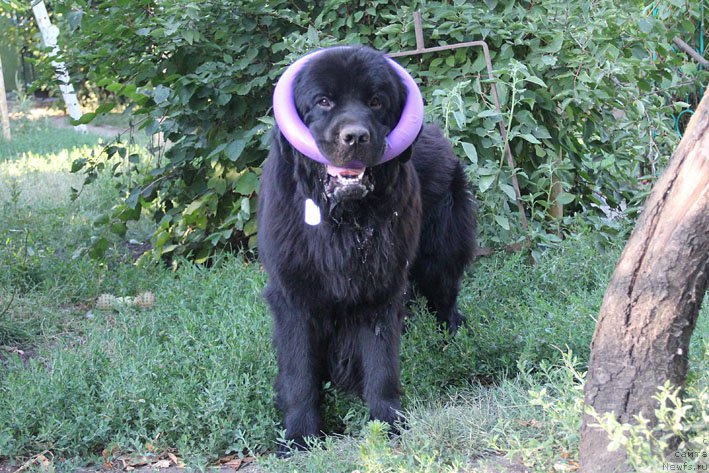 Фото: ньюфаундленд Chernyj Chank s Berega Dona (Черный Чанк с Берега Дона)