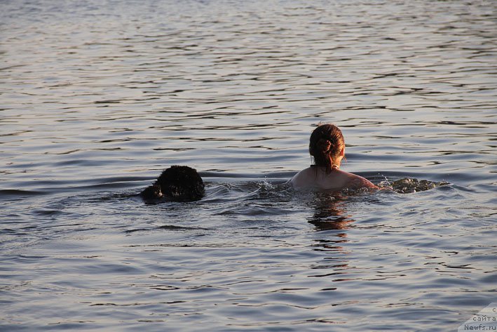 Фото: ньюфаундленд Chernyj Chank s Berega Dona (Черный Чанк с Берега Дона), Irina Skladnova (Ирина Складнова)