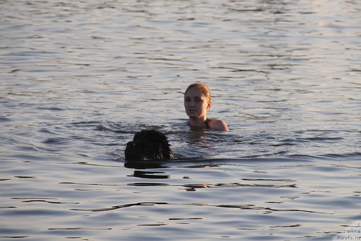 Фото: ньюфаундленд Chernyj Chank s Berega Dona (Черный Чанк с Берега Дона), Irina Skladnova (Ирина Складнова)