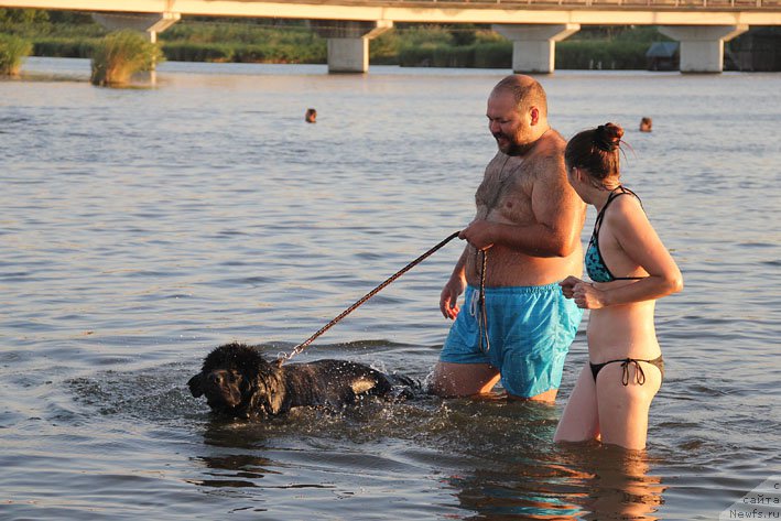 Фото: ньюфаундленд Chernyj Chank s Berega Dona (Черный Чанк с Берега Дона), Kiril Ermakov (Кирил Ермаков), Irina Skladnova (Ирина Складнова)