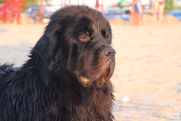 Фотография № 160188