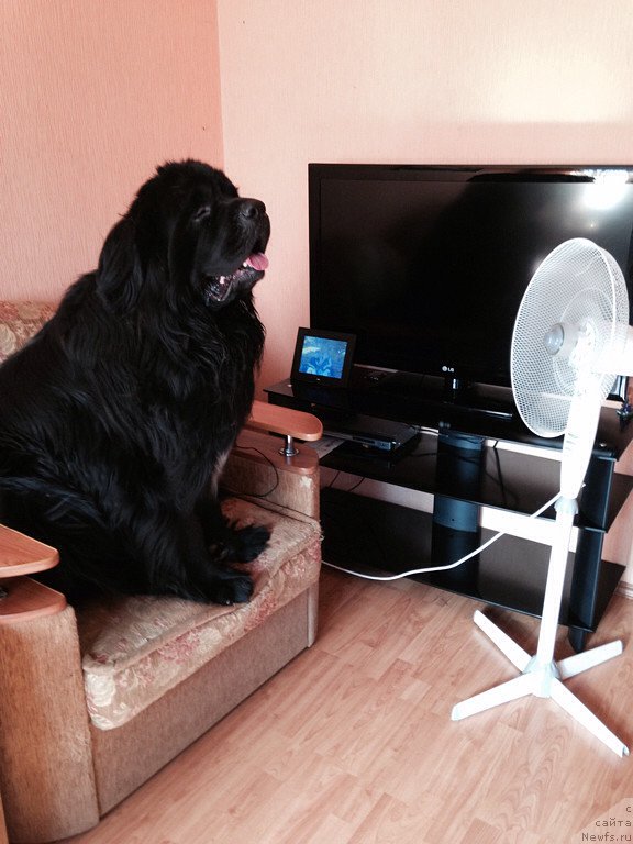 Фото: ньюфаундленд Akvian Song Invizibel YEnjel (Аквиан Сонг Инвизибел Энжел)