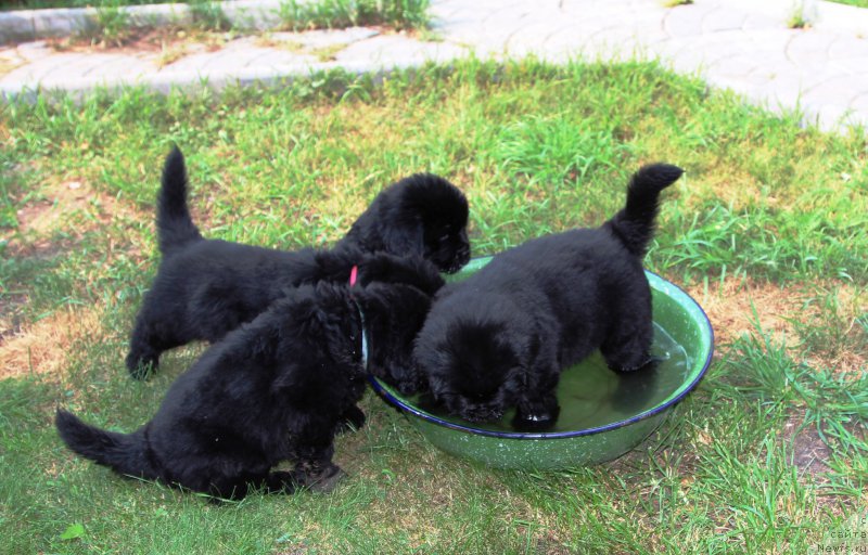 Фото: ньюфаундленд Henrietta Avatar Annies Lane (Хенриетта Аватар Анниес Лане), ньюфаундленд Hilda Fulfillment of Dreams Black Legend (Хилда Фулфилмент оф Дреамс Блак Легенд), ньюфаундленд Hillary Incarnation of a Top Secret (Хиллари Инкарнатион оф а Топ Секрет), ньюфаундленд Harrieta Embodiment of a Great Pretender (Хариетта Ембодимент оф а Греат Претендер)