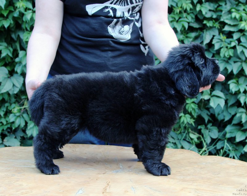 Фото: ньюфаундленд Hilda Fulfillment of Dreams Black Legend (Хилда Фулфилмент оф Дреамс Блак Легенд)