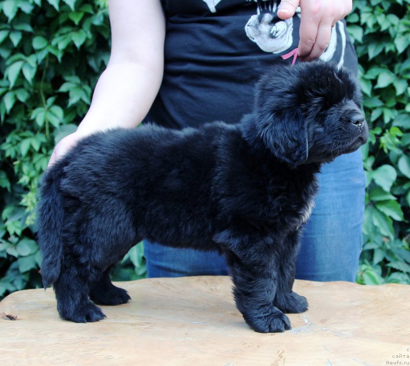 Фото: ньюфаундленд Henrietta Avatar Annies Lane (Хенриетта Аватар Анниес Лане)