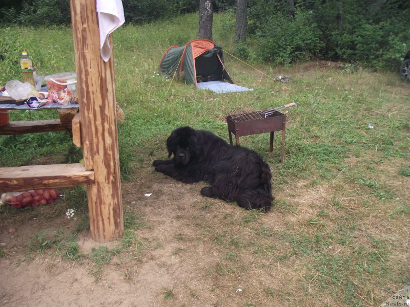 Фото: ньюфаундленд Belkonder-Klab Kipling (Белкондер-Клаб Киплинг)