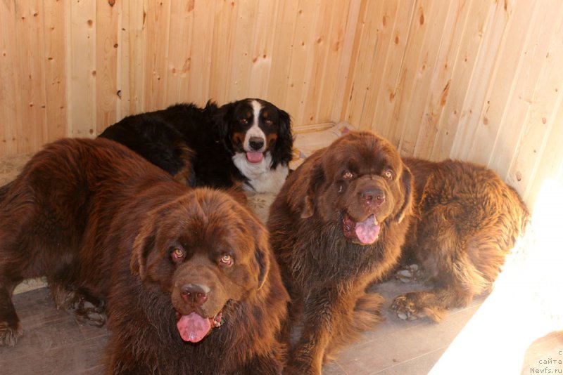 Фото: ньюфаундленд Charmer Denkam Bronze (Чармер Денкам Бронз), ньюфаундленд Charli The Best Helfi Pel (Чарли Де Бест Хелфи Пэл)