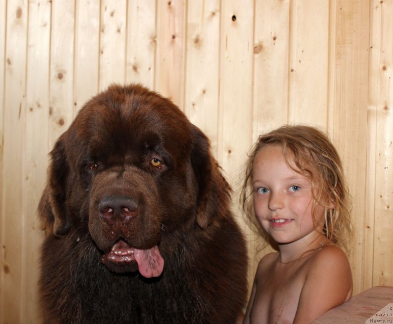 Фото: ньюфаундленд Charli The Best Helfi Pel (Чарли Де Бест Хелфи Пэл)