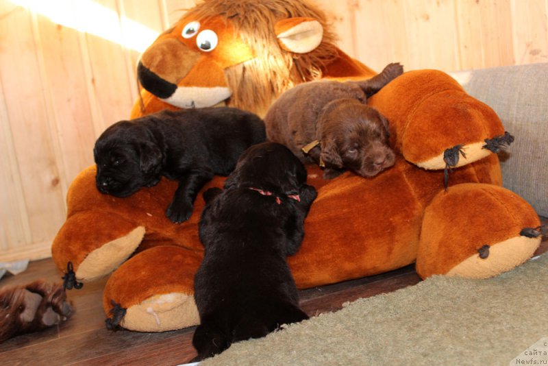 Фотография № 160237