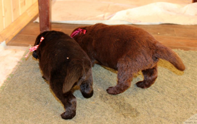 Фотография № 160238