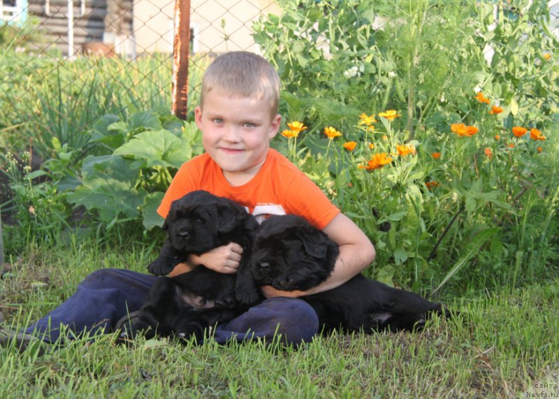 Фото: ньюфаундленд Akvian Song Okeanik Vind (Аквиан Сонг Океаник Винд), ньюфаундленд Akvian Song Over ze YUnivers (Аквиан Сонг Овер зе Юниверс), Дима