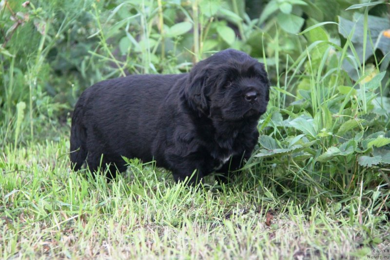 Фото: ньюфаундленд Akvian Song Okeanik Vind (Аквиан Сонг Океаник Винд)
