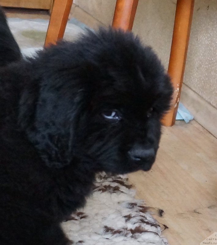 Фото: ньюфаундленд J'avellawinner Maria iz Volotova