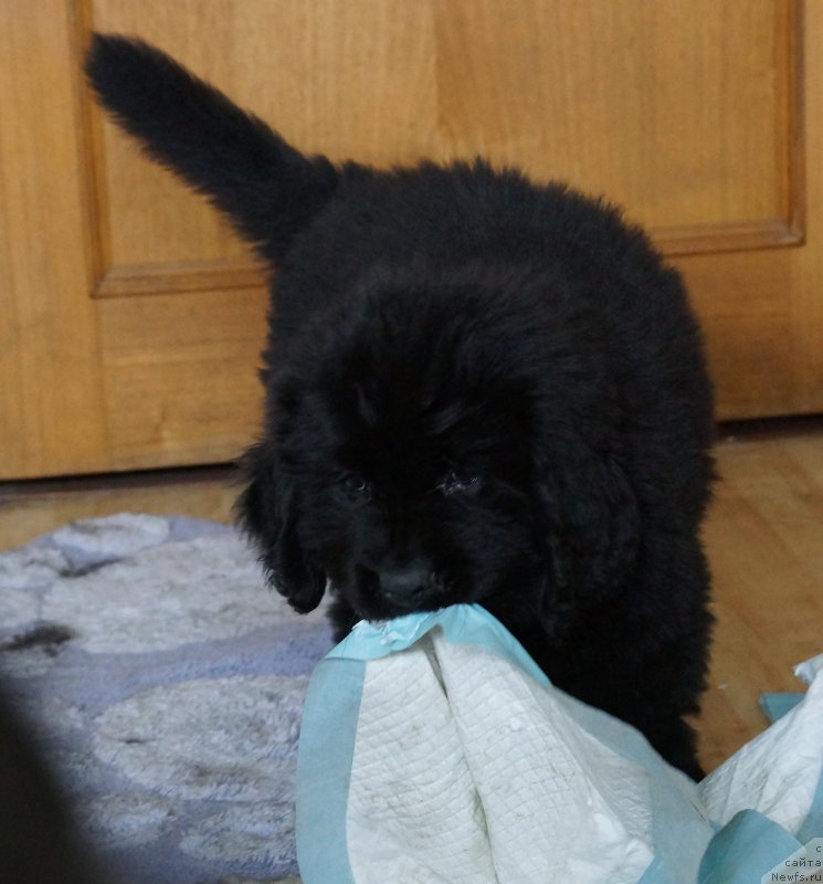 Фото: ньюфаундленд J'avellawinner Maria iz Volotova