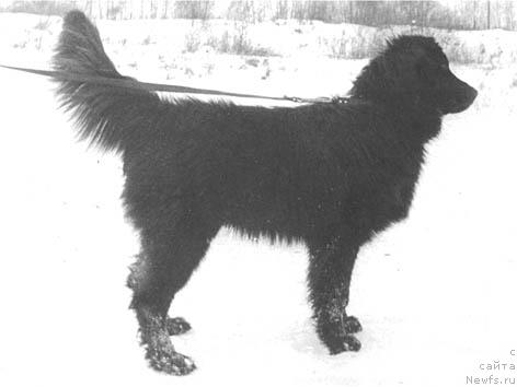 Фото: ньюфаундленд Tom Tref Ges (Том Треф Гес)