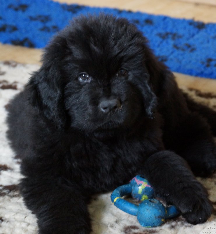 Фото: ньюфаундленд J'avellawinner Maria iz Volotova