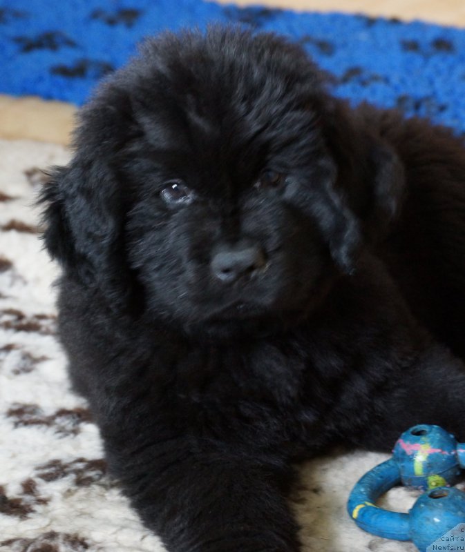 Фото: ньюфаундленд J'avellawinner Maria iz Volotova