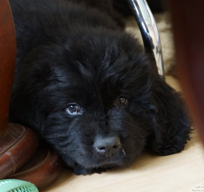 Фото: ньюфаундленд J'avellawinner Maria iz Volotova