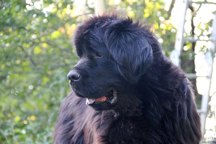 Фото: ньюфаундленд Mariya Mirabella s Berega Dona (Мария Мирабелла с Берега Дона)