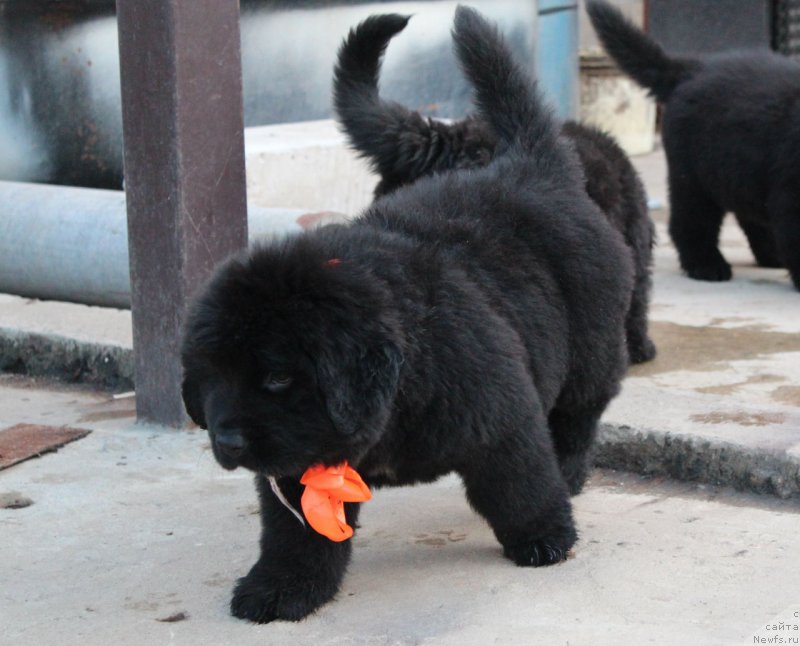 Фото: ньюфаундленд Aquatoriya Kelvin Franshize (Акватория Келвин Франшиза)