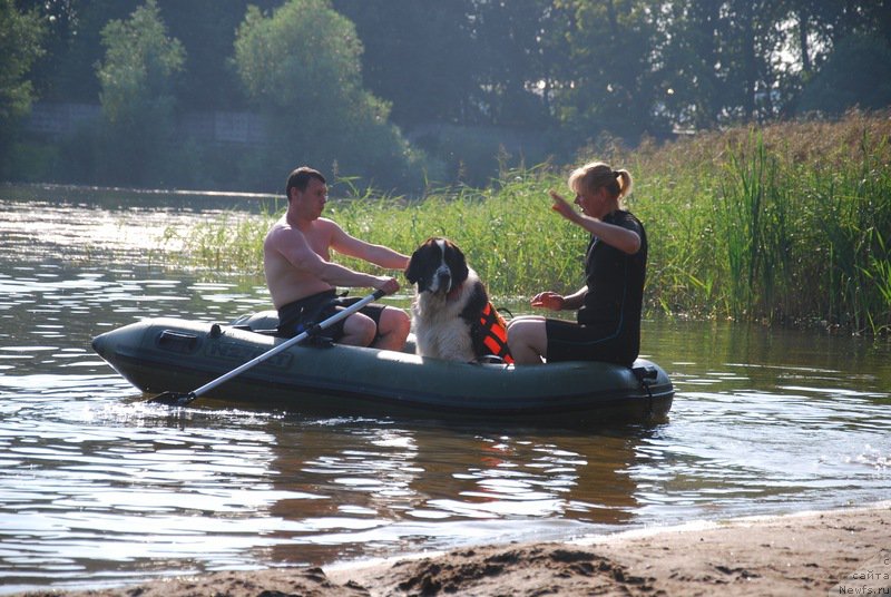 Фото: ньюфаундленд H'yugo Boss iz Unikal'noy Kollekcii (Хьюго Босс из Уникальной Коллекции), Galina Kostyuhova (Галина Костюхова)