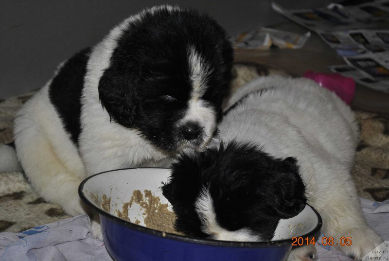 Фото: ньюфаундленд Mag Ispolin Obi-Van Kenobi (Маг Исполин Оби-Ван Кеноби), ньюфаундленд Mag Ispolin Obsidian (Маг Исполин Обсидиан)