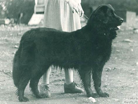 Фото: ньюфаундленд Y Dal' Verda (Й Даль Верда)