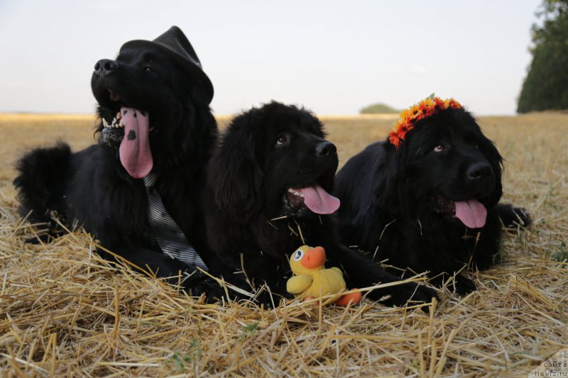 Фотография № 160417