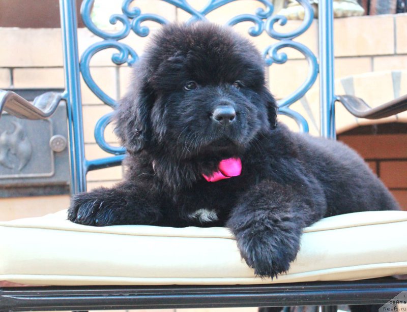 Фото: ньюфаундленд Aquatoriya Kelvin Franshize (Акватория Келвин Франшиза)