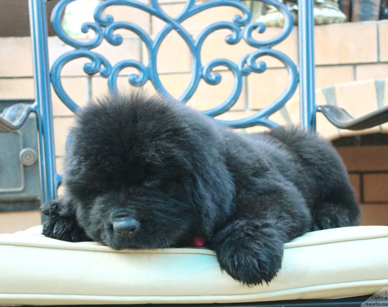 Фото: ньюфаундленд Aquatoriya Kelvin Franshize (Акватория Келвин Франшиза)