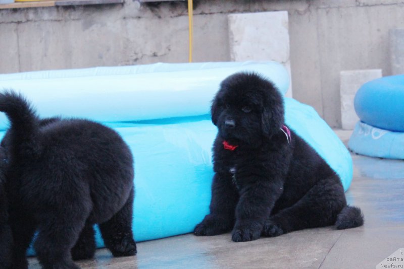 Фото: ньюфаундленд Aquatoriya Kelvin Franshize (Акватория Келвин Франшиза)