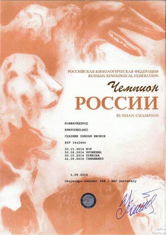 Фото: ньюфаундленд Charmer Denkam Bronze (Чармер Денкам Бронз)