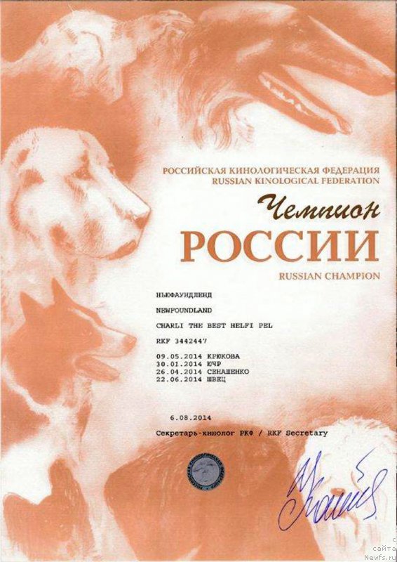 Фото: ньюфаундленд Charli The Best Helfi Pel (Чарли Де Бест Хелфи Пэл)