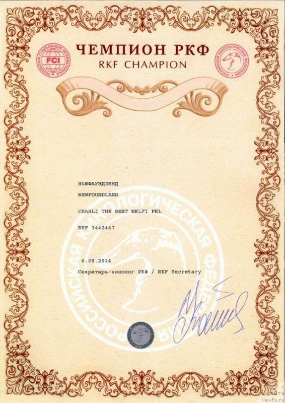 Фото: ньюфаундленд Charli The Best Helfi Pel (Чарли Де Бест Хелфи Пэл)