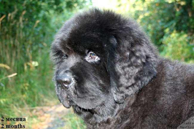 Фото: ньюфаундленд Chernaya Mafia Shape of my Heart (Черная Мафия Шапе оф му Хеарт)