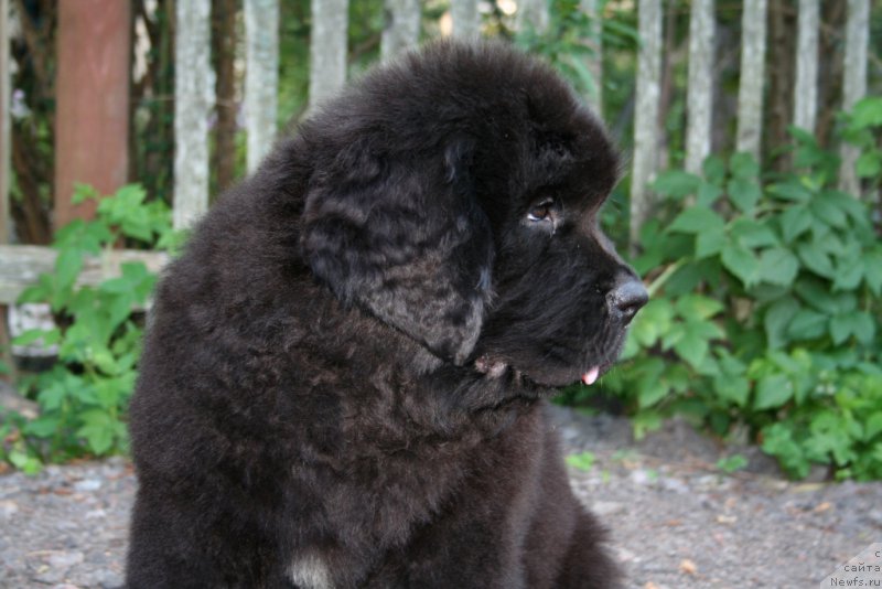 Фото: ньюфаундленд Chernaya Mafia Shape of my Heart (Черная Мафия Шапе оф му Хеарт)