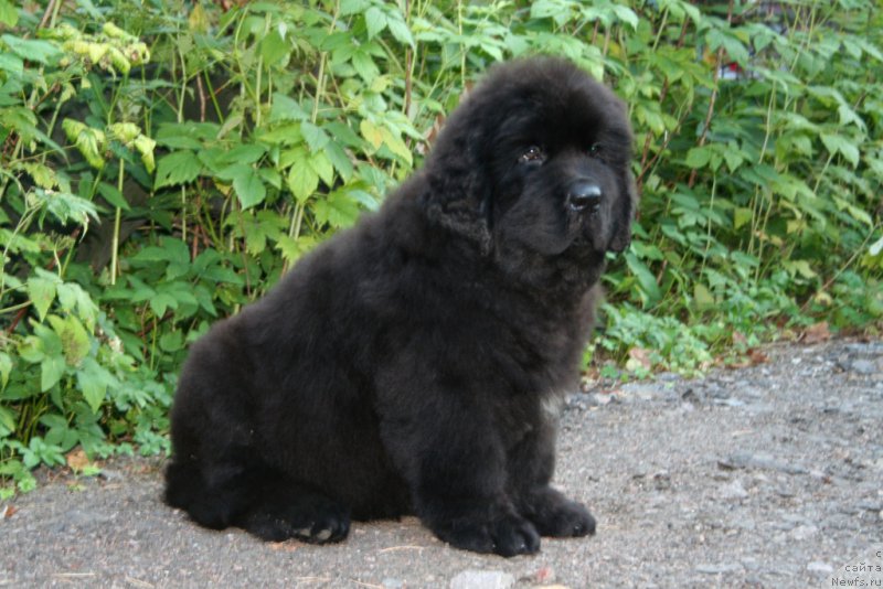 Фото: ньюфаундленд Chernaya Mafia Shape of my Heart (Черная Мафия Шапе оф му Хеарт)