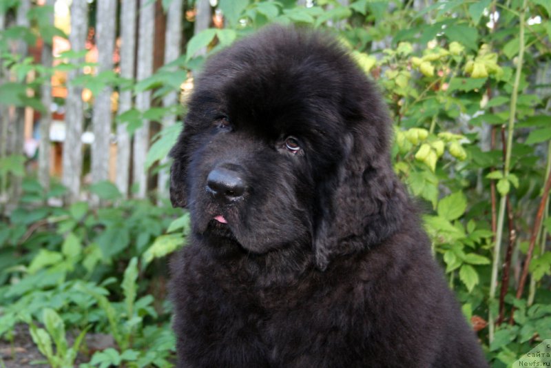 Фото: ньюфаундленд Chernaya Mafia Shape of my Heart (Черная Мафия Шапе оф му Хеарт)