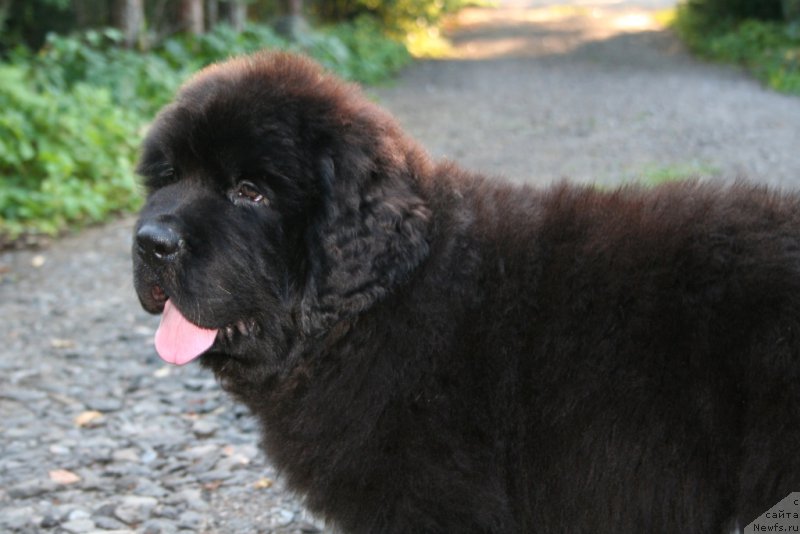 Фото: ньюфаундленд Chernaya Mafia Shape of my Heart (Черная Мафия Шапе оф му Хеарт)