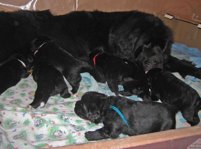 Фото: ньюфаундленд Malaya Medvedica iz Plemeni Kedra (Малая Медведица из Племени Кедра)