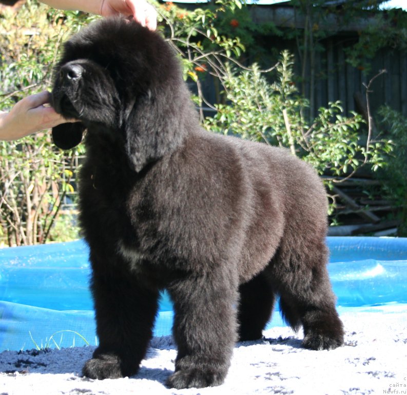 Фотография № 160464