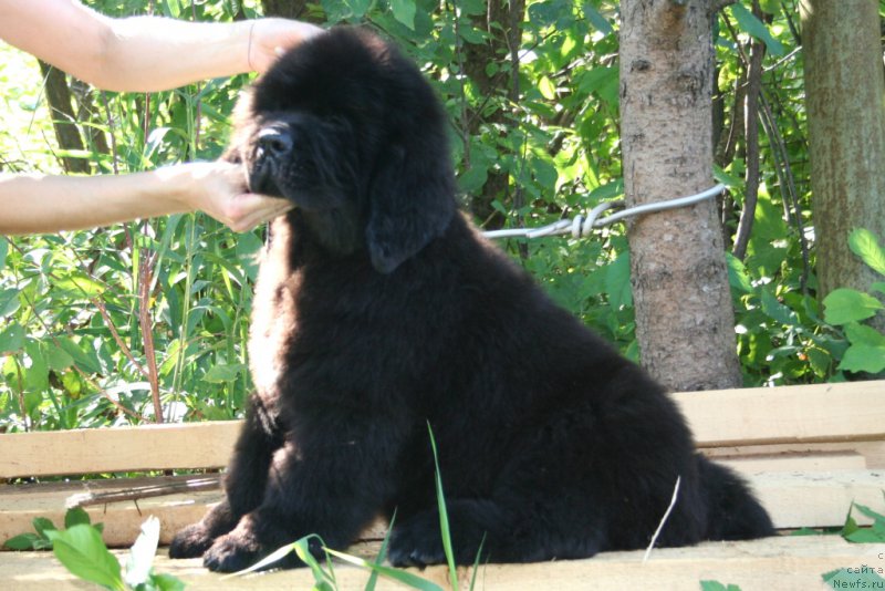 Фото: ньюфаундленд Chernaya Mafia Shake and Play (Черная Мафия Шаке анд Плау)