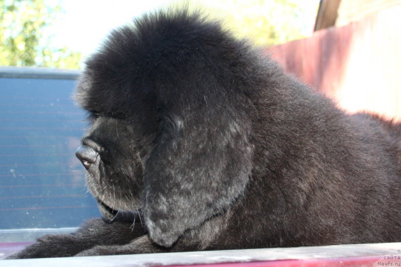 Фотография № 160476