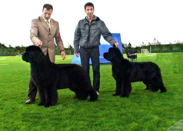 Фото: ньюфаундленд Skippers King of Helluland, ньюфаундленд Skippers Only You for Smigar, Aleksandr Korotkov (Александр Коротков), и Габор