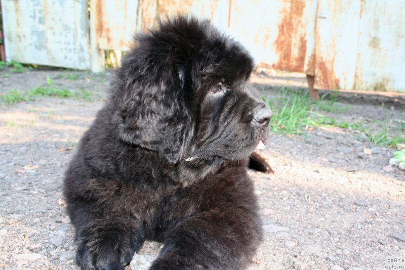 Фотография № 160480