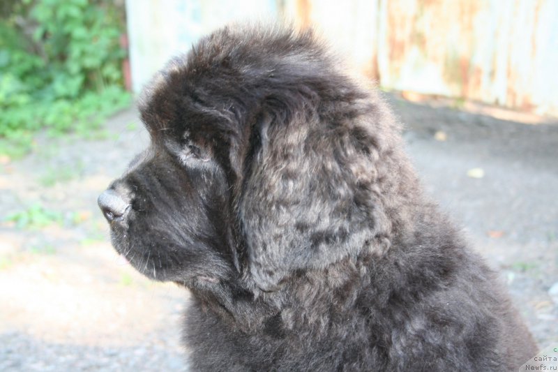 Фотография № 160481