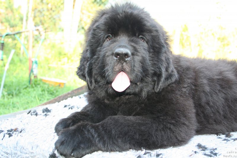 Фотография № 160484