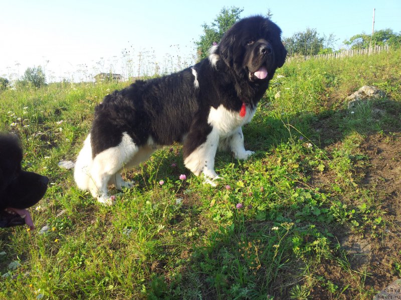 Фотография № 160508