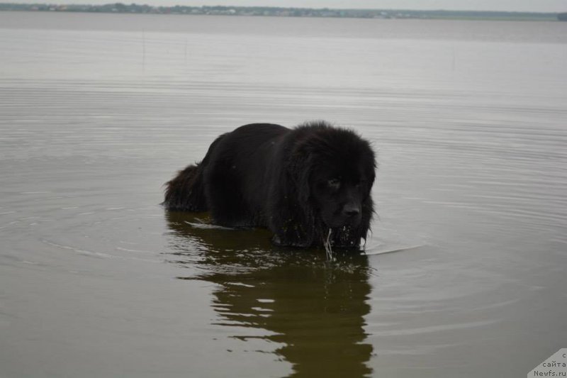 Фото: ньюфаундленд YEkspressiya Ledi v CHernom (Экспрессия Леди в Черном)