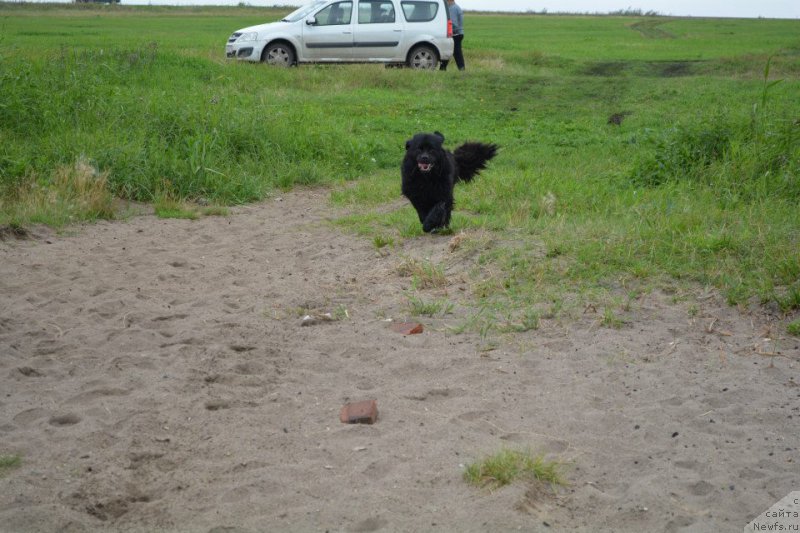 Фото: ньюфаундленд YEkspressiya Ledi v CHernom (Экспрессия Леди в Черном)